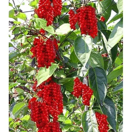 Chinesische Beerentraube Samen (Schisandra chinensis)