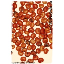 Sementes de Cereja Dos 5 Sabores (Schisandra chinensis)