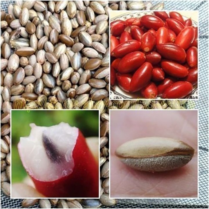 Miracle Fruit, Miracle Berry Seeds (Synsepalum dulcificum) - 4.455