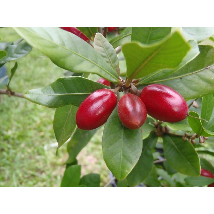 Miracle Fruit, Miracle Berry Seeds (Synsepalum dulcificum) - 4.455