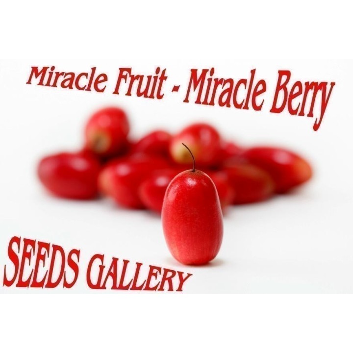 Miracle Fruit, Miracle Berry Seeds (Synsepalum dulcificum) - 4.455
