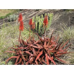 Κόκκινος Αλόη σπόρων (Aloe cameronii)