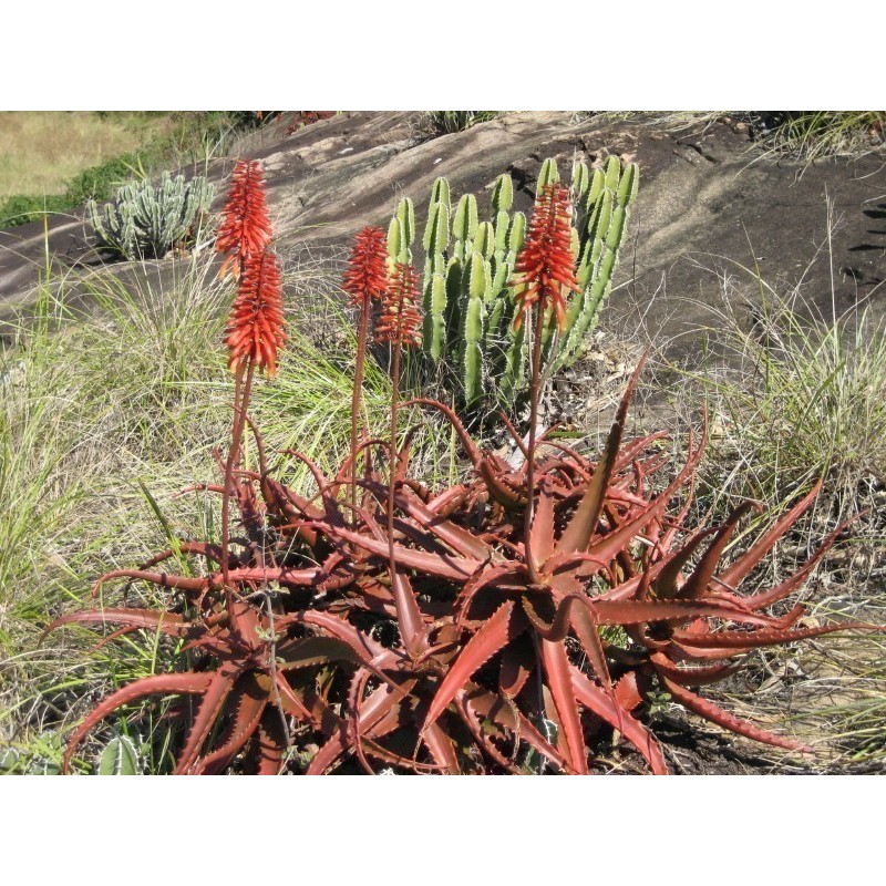 Price: €4 - RED ALOE Seeds (Aloe Cameronii) - 