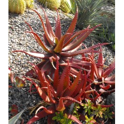 Sementes De Aloe Vermelha (Aloe cameronii)