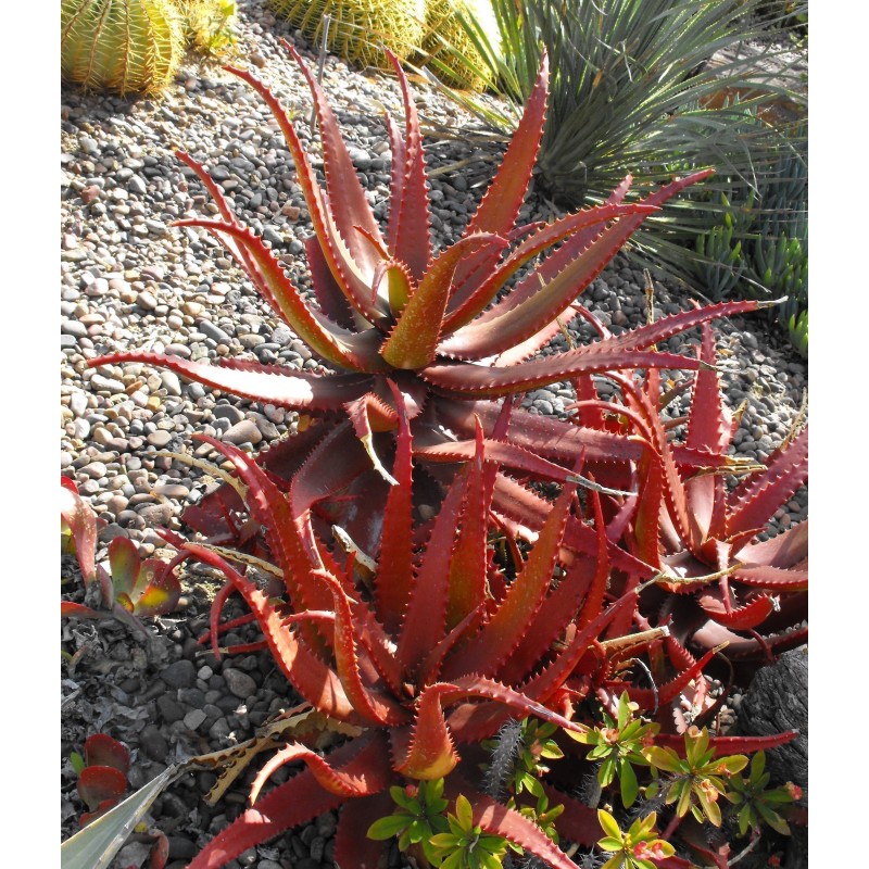 Price: €4 - RED ALOE Seeds (Aloe Cameronii) - 