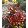 RED ALOE Samen (Aloe Cameronii)