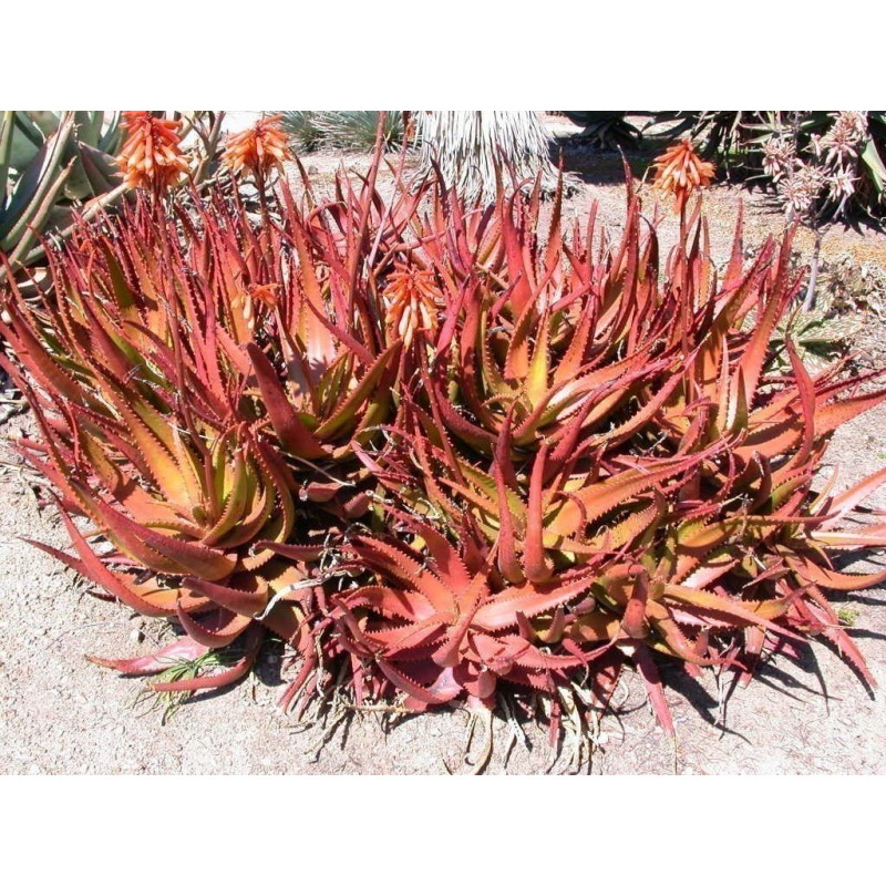 Price: €4 - RED ALOE Seeds (Aloe Cameronii) - 