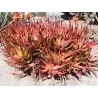 RED ALOE Samen (Aloe Cameronii)