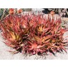 Price: €4 - RED ALOE Seeds (Aloe Cameronii) - 
