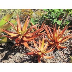 Sementes De Aloe Vermelha (Aloe cameronii)