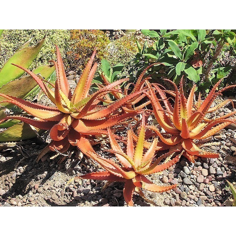 Price: €4 - RED ALOE Seeds (Aloe Cameronii) - 