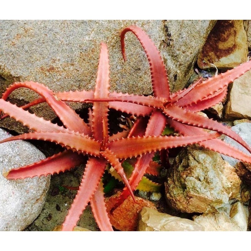 Price: €4 - Κόκκινος Αλόη σπόρων (Aloe cameronii) - 