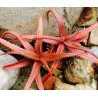 Price: €4 - RED ALOE Seeds (Aloe Cameronii) - 