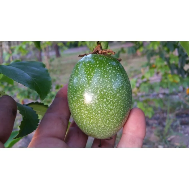 Maypop, Purple Passionflower Seeds (Passiflora incarnata)