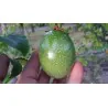 Maypop, Purple Passionflower Seeds (Passiflora incarnata)