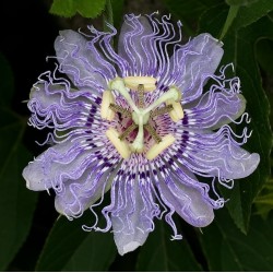 Läkepassionsblomma Frö (Passiflora incarnata)