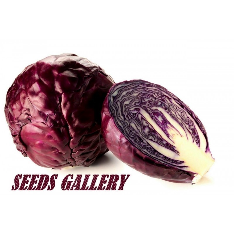 Red Cabbage Seeds