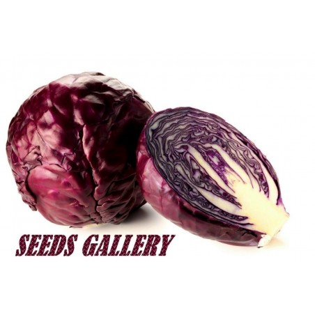 Price: €1.85 - Semillas De Col Lombarda, Col Roja -