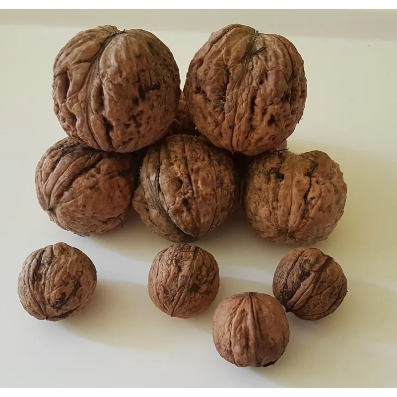 Sementes de NOGUEIRA GIGANTE (Juglans regia)