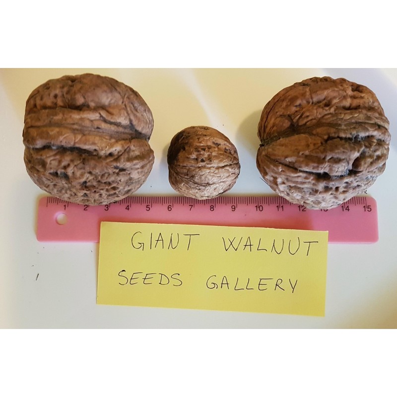 Price: €15 - GIANT WALNUT Seeds (Juglans regia) - Seeds Gallery