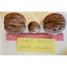 Price: €15 - GIANT WALNUT Seeds (Juglans regia) - Seeds Gallery