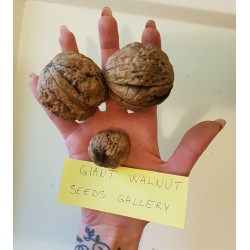 Price: €15 - GIANT WALNUT Seeds (Juglans regia) - Seeds Gallery