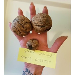 GIANT WALNUT Seeds (Juglans regia)