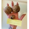 Price: €15 - GIANT WALNUT Seeds (Juglans regia) - Seeds Gallery