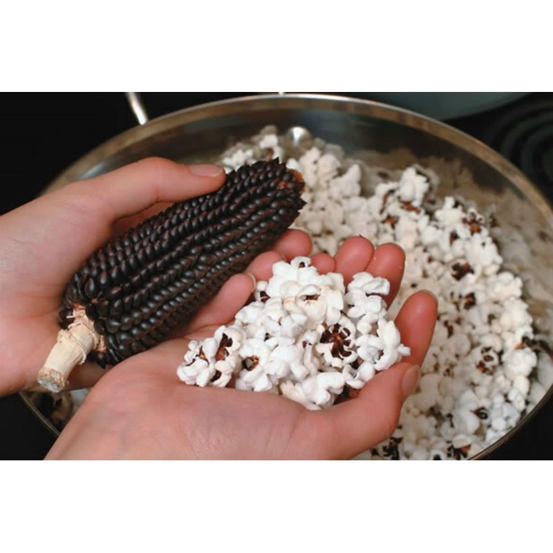 Price: €2.15 - Black Popcorn Corn Dakota Seeds - Seeds Gallery