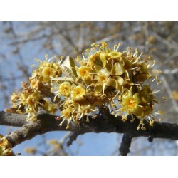 Sementes de buffaloberry-prateado (Shepherdia argentea)