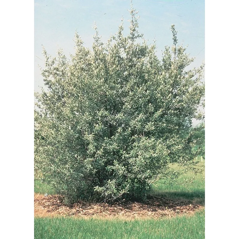 Silber Büffelbeere Samen (Shepherdia argentea)