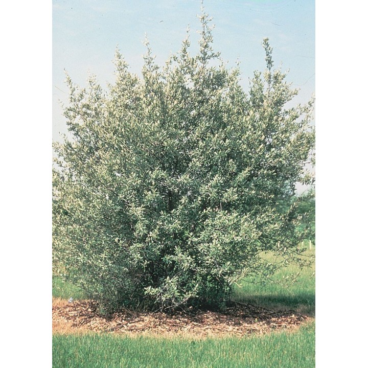 Silver Buffaloberry seeds (Shepherdia Argentea) - 1.755