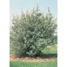 Silber Büffelbeere Samen (Shepherdia argentea)