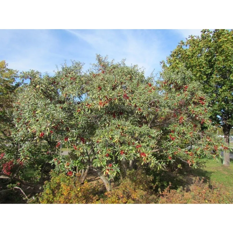 Silber Büffelbeere Samen (Shepherdia argentea)