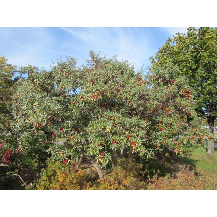 Silver Buffaloberry seeds (Shepherdia Argentea) - 1.755