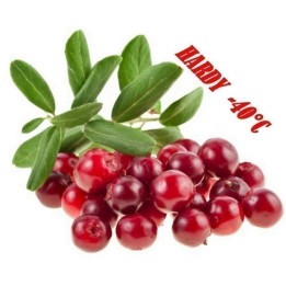 Silver Buffaloberry seeds (Shepherdia Argentea) - 1.755