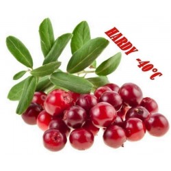 Price: €1.95 - Semillas de Shepherdia argentea - 