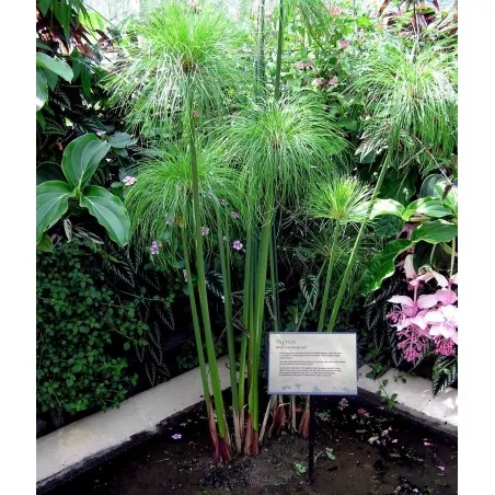 Papyrus Sedge, Paper Reed Seeds (Cyperus papyrus)