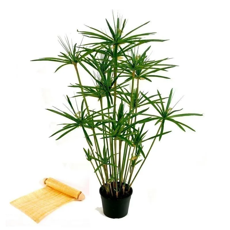 Echte Papyrus - Zyperngras Samen (Cyperus papyrus)