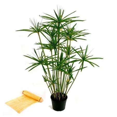 Echte Papyrus - Zyperngras Samen (Cyperus papyrus)