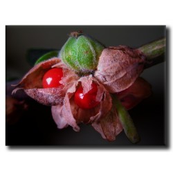 Ashwagandha - Indian Ginseng Seeds (Withania Somnifera)