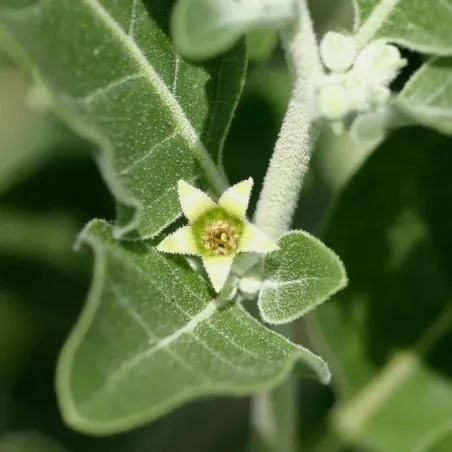 Indischer Ginseng, Ashwagandha Samen