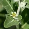 Indischer Ginseng, Ashwagandha Samen