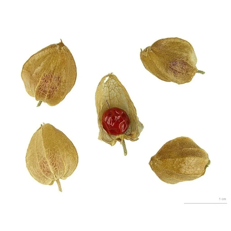 Ashwagandha - Indian Ginseng Seeds