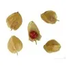 Indischer Ginseng, Ashwagandha Samen