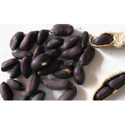 Semillas de Cacahuete Negro (Arachis Hypogaea)