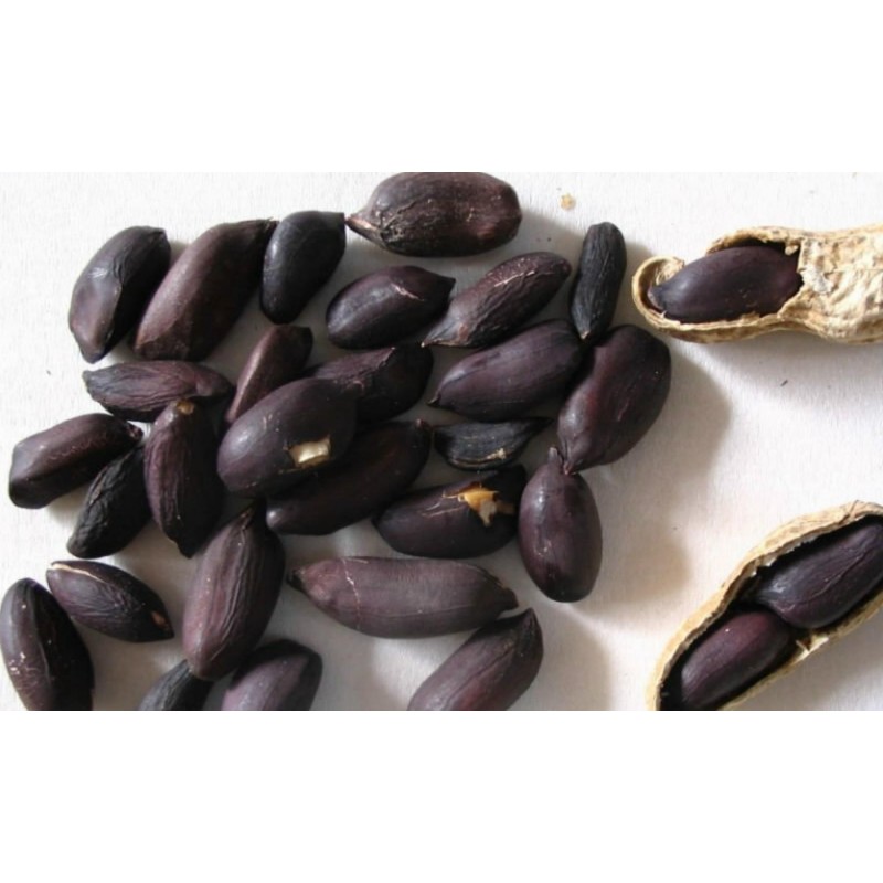 Price: €2.25 - Sementes de Amendoim preto (Arachis hypogaea) - Seeds Gallery