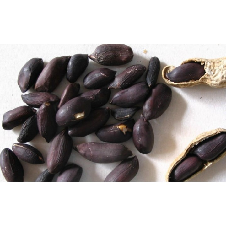 Black Peanut Seeds (Arachis hypogaea) - 2.025
