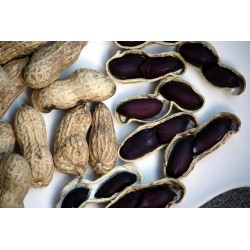 Sementes de Amendoim preto (Arachis hypogaea)