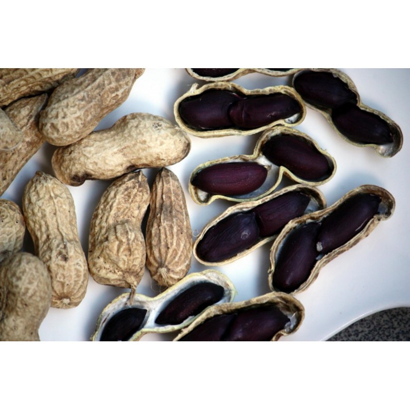 Price: €2.25 - Sementes de Amendoim preto (Arachis hypogaea) - Seeds Gallery